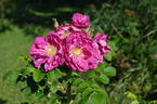 Amélie Gravereaux rose photo