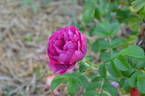 Amélie Gravereaux rose photo