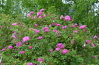 Ross Rambler 3 rose photo