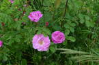 Ross Rambler 3 rose photo
