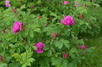 Ross Rambler 3 rose photo
