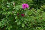 Ross Rambler 3 rose photo