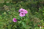 Ross Rambler 14 rose photo