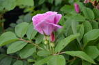 Ross Rambler 14 rose photo
