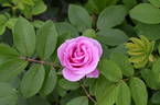 Ross Rambler 14 rose photo