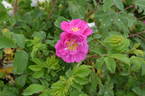 Lac La Nonne rose photo