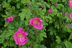 Lac La Nonne rose photo