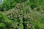 Lac La Nonne rose photo