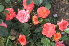First Edition rose photo