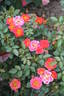 Rainbow Magic ™ rose photo