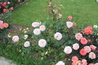 Благовест rose photo