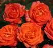 Feurio rose photo