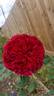 Colonial Days rose photo