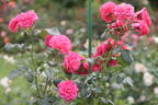 Sylvie, Fille du Feu ® rose photo