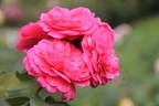 Sylvie, Fille du Feu ® rose photo