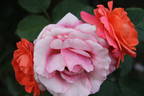 Alexander's Issie rose photo
