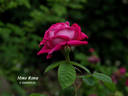 Madame Rena rose photo