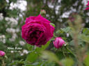 Madame Rena rose photo