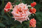 Ann Henderson rose photo