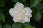 Ariadne rose photo