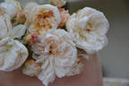 Ariadne rose photo
