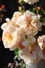 Ariadne rose photo