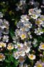Neusa rose photo
