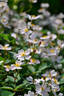 Neusa rose photo