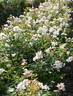 Neusa rose photo