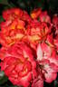 Bonanza ® rose photo