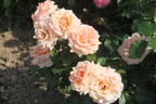 Fragrant Apricot ™ rose photo