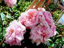 Domaine de Courson ® rose photo
