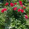 America peony photo