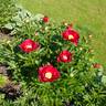 America peony photo