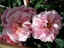 Domaine de Courson ® rose photo