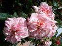 Domaine de Courson ® rose photo