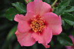 Eye Shadow rose photo
