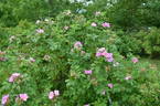 Hollandica rose photo