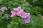 Hollandica rose photo
