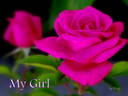 My Girl rose photo