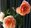 Candy Flo rose photo