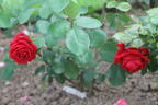 Алустон rose photo
