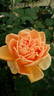 André le Troquer rose photo