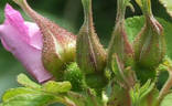 Hollandica rose photo