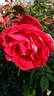 Famosa rose photo