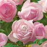 La Boum rose photo