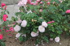 Allegra rose photo