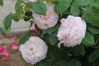 Allegra rose photo