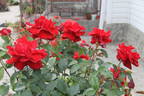Château d'Amboise® rose photo