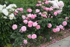 Flashlight rose photo